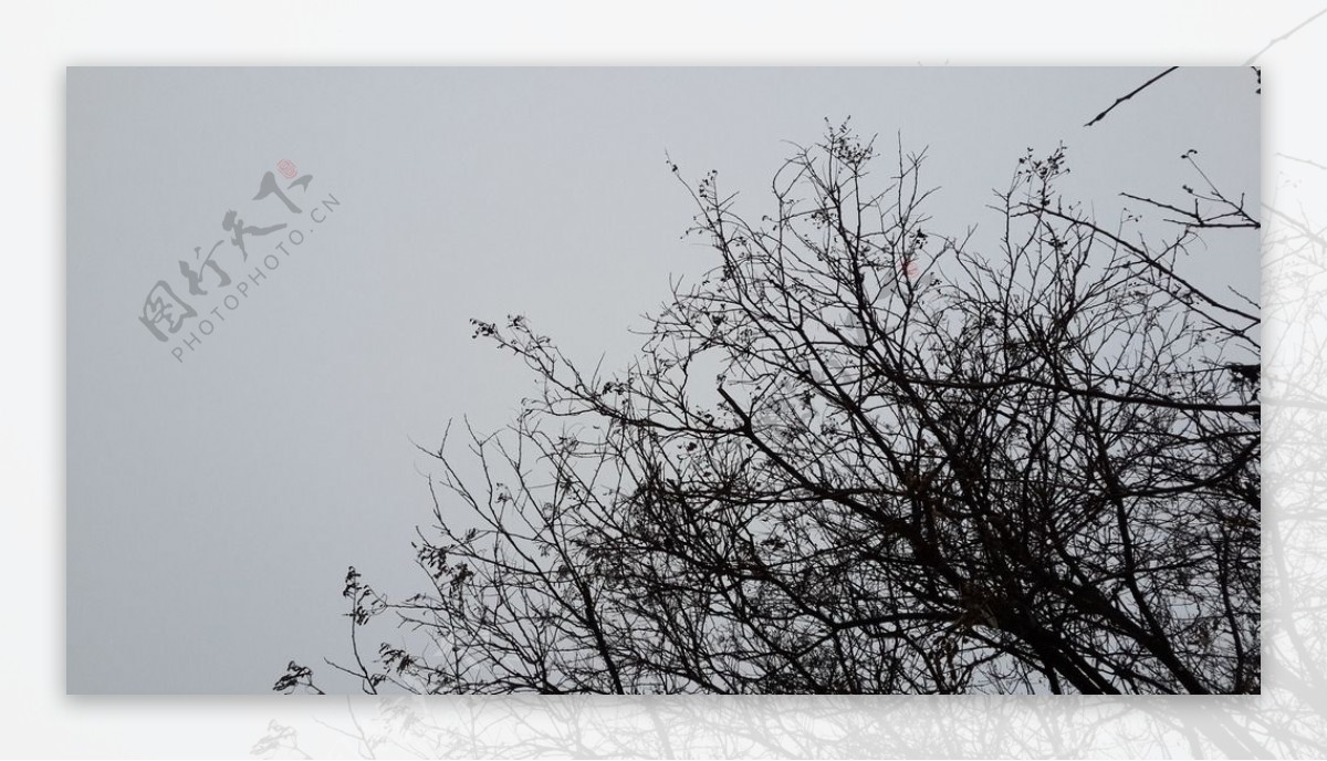 阴霾的天空和树图片