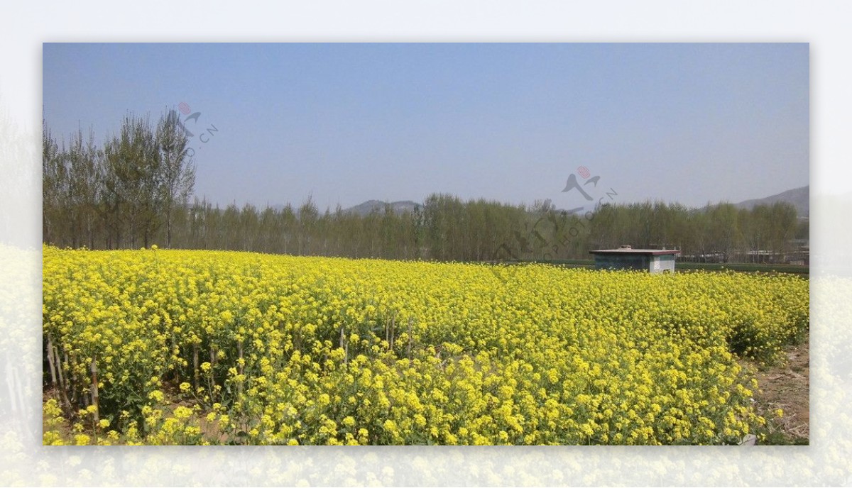 油菜花图片