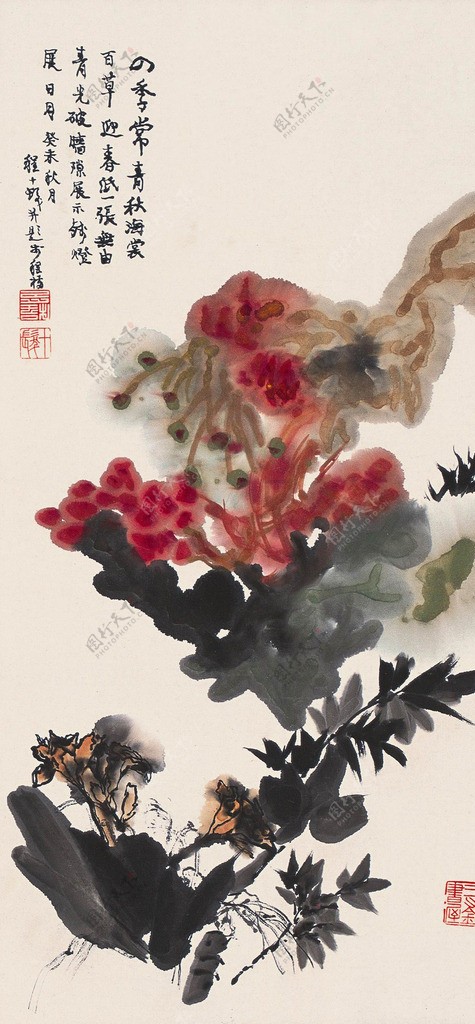 四季常青秋海棠图片