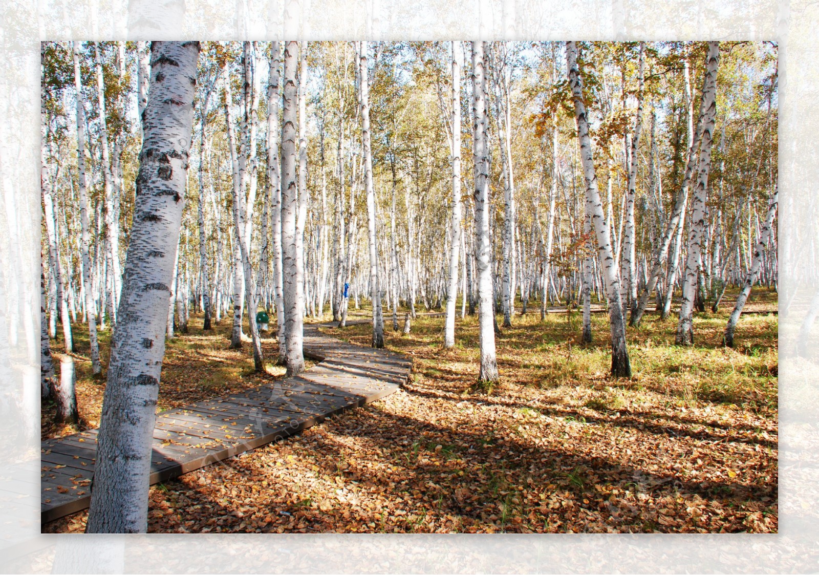 白桦林景点秋天风景图片