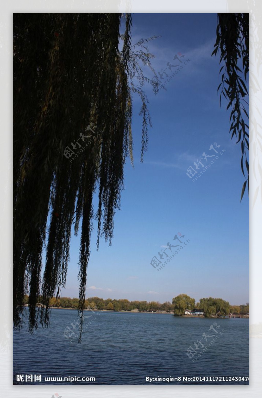 柳树湖水蓝天图片