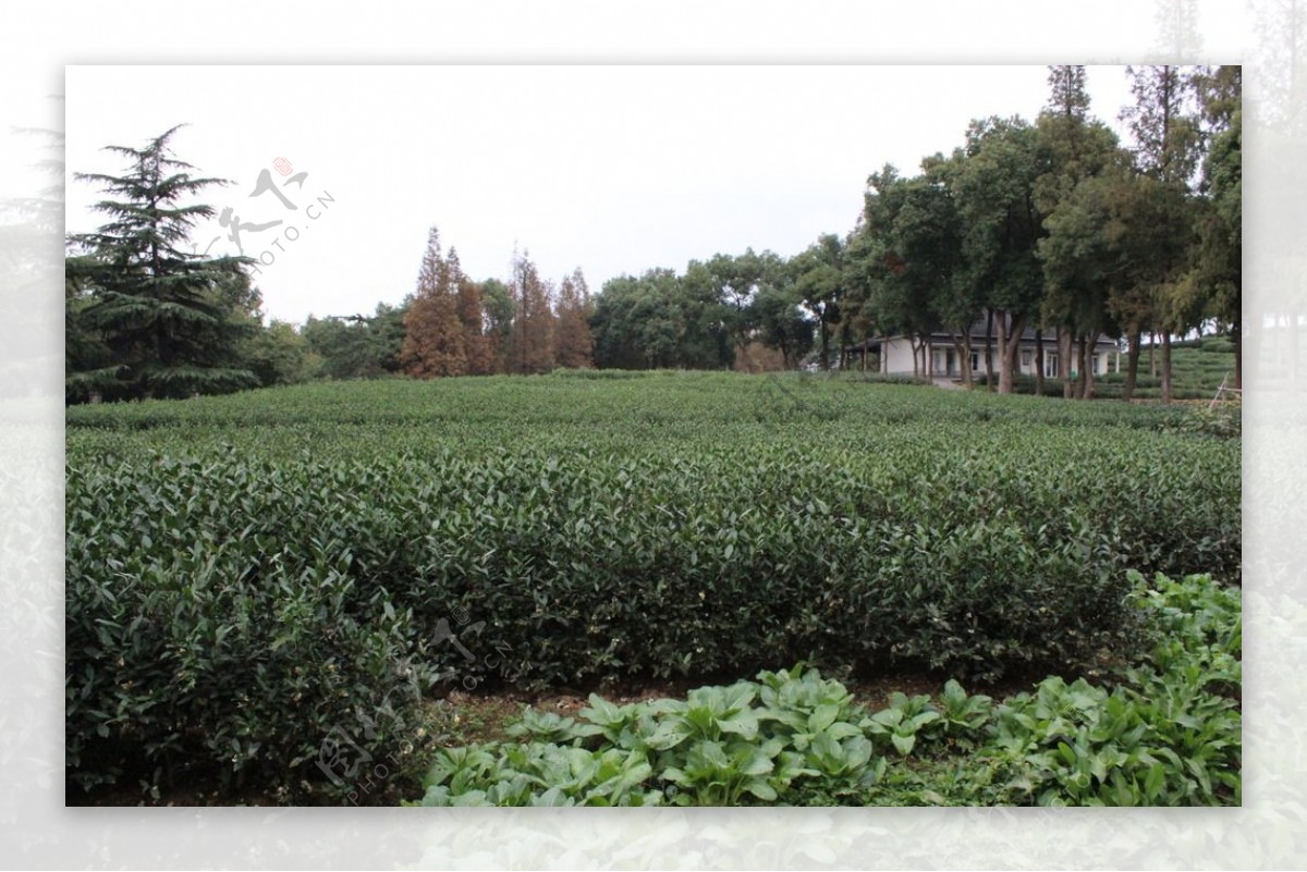 茶叶园林茶树图片