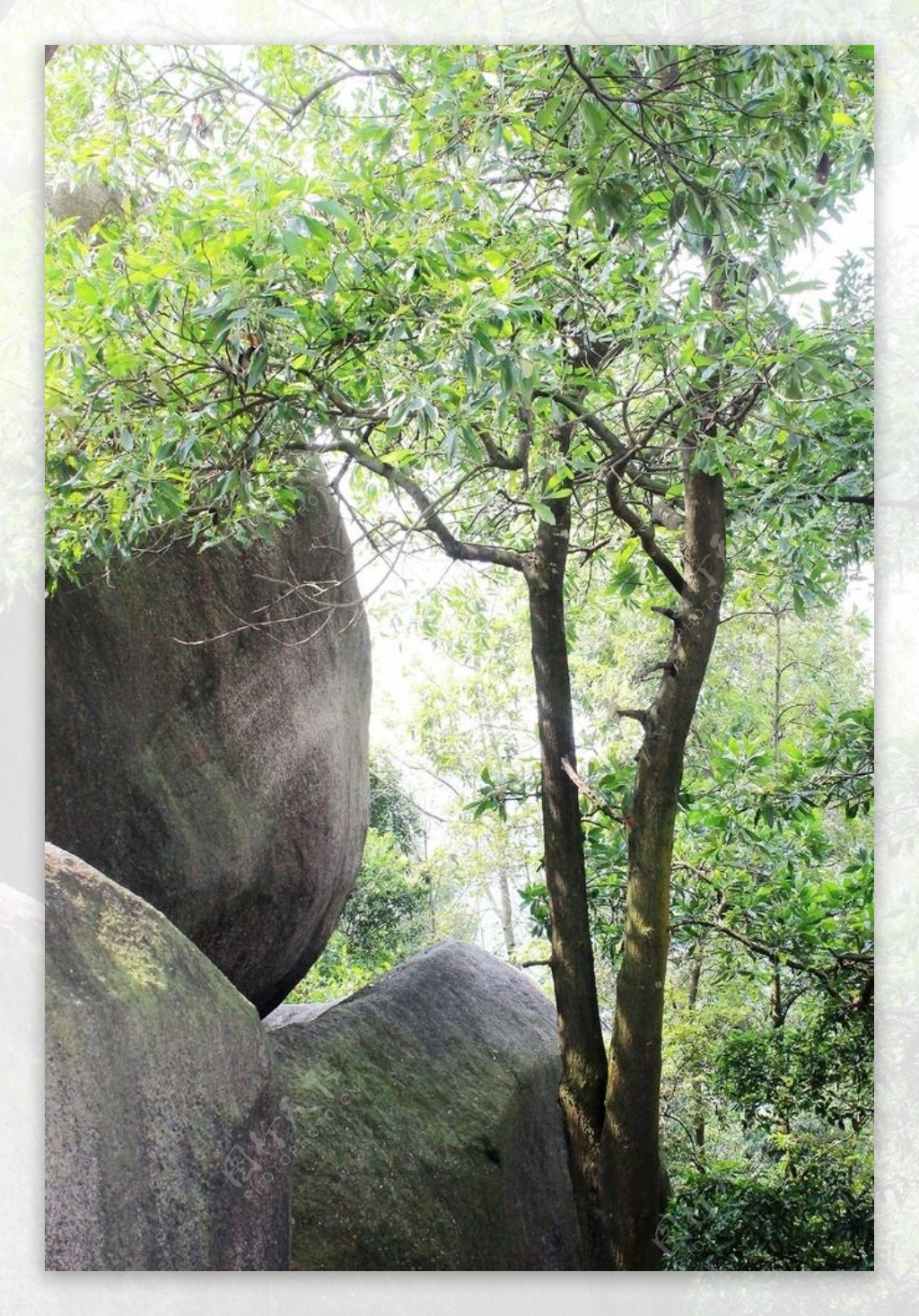 深圳凤凰山图片