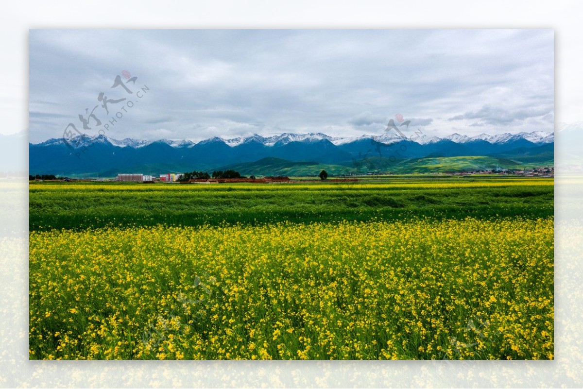 门源油菜花图片