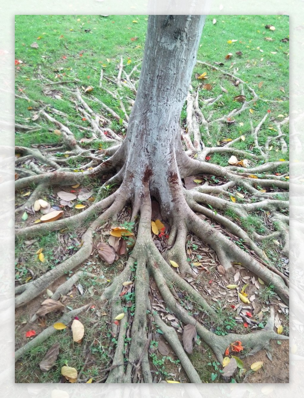 老树的根图片