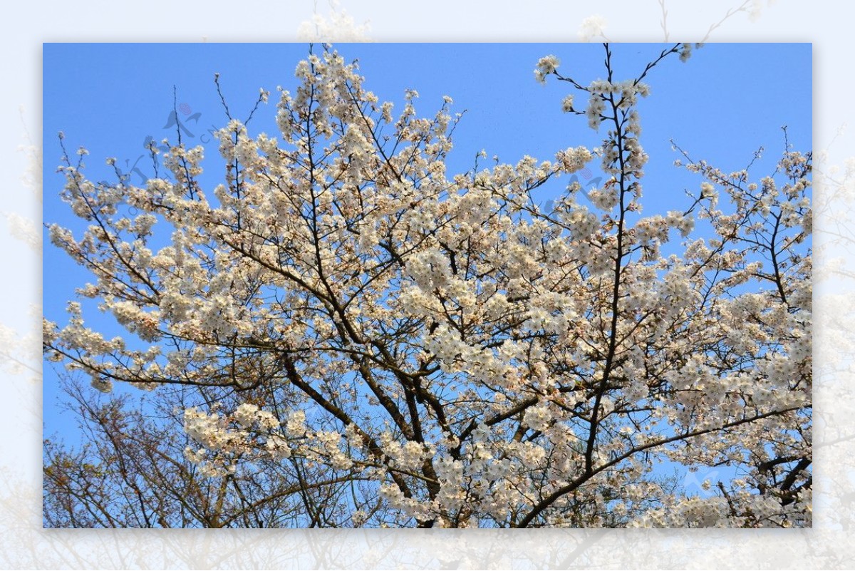 杭州西湖樱花图片