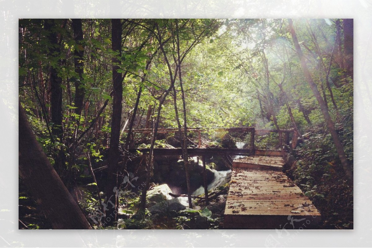 林中小桥图片