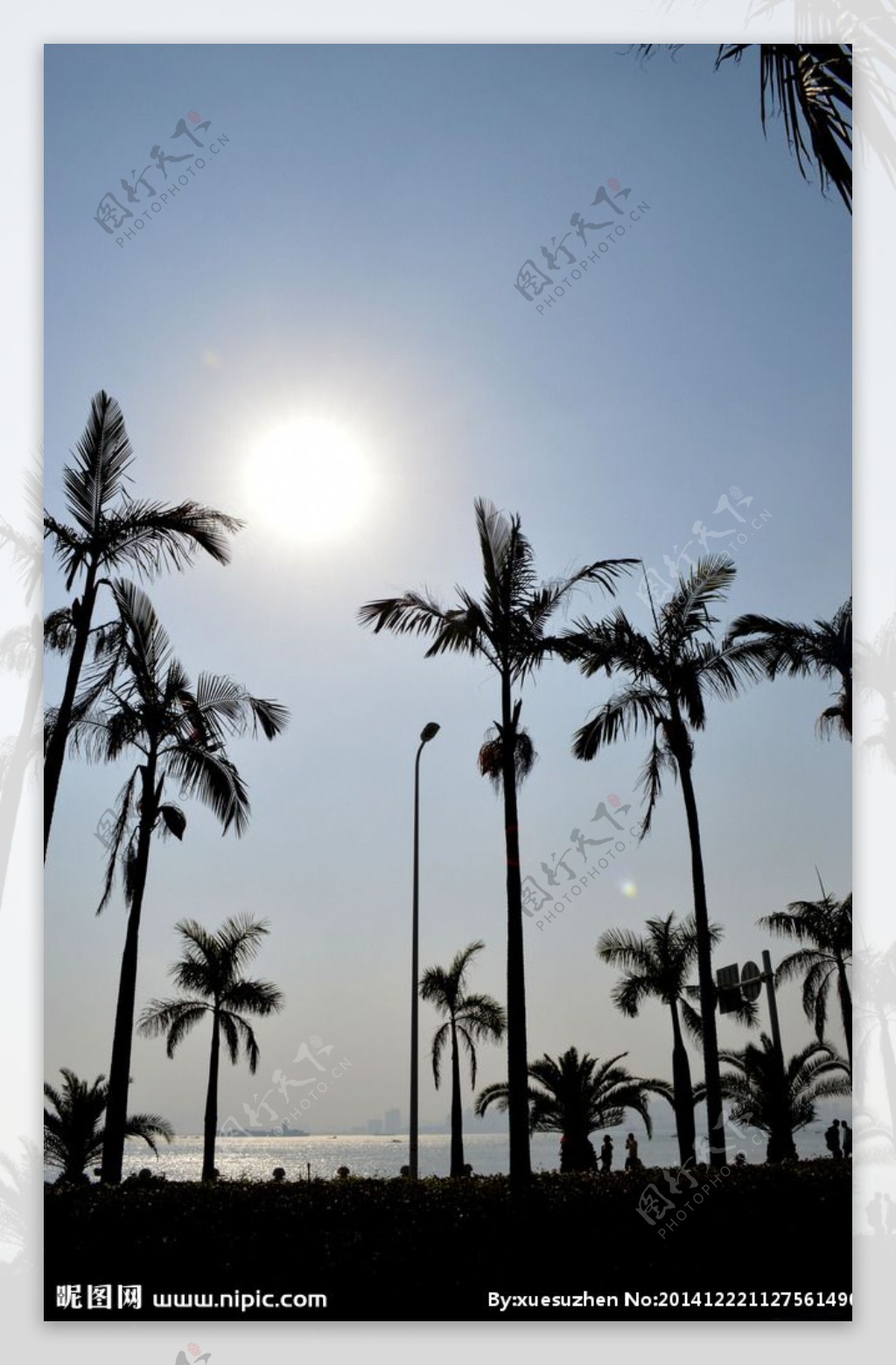 大王椰树图片