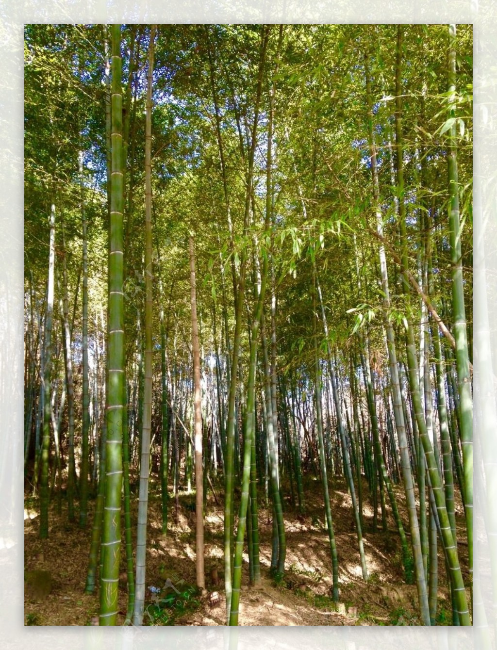 南京将军山的竹林图片