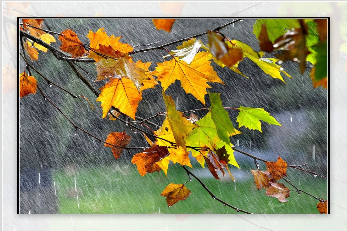 秋的色彩图片