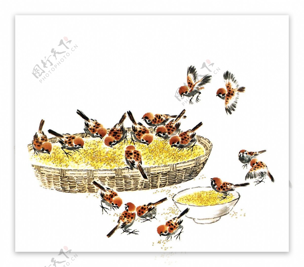 麻雀啄食图片