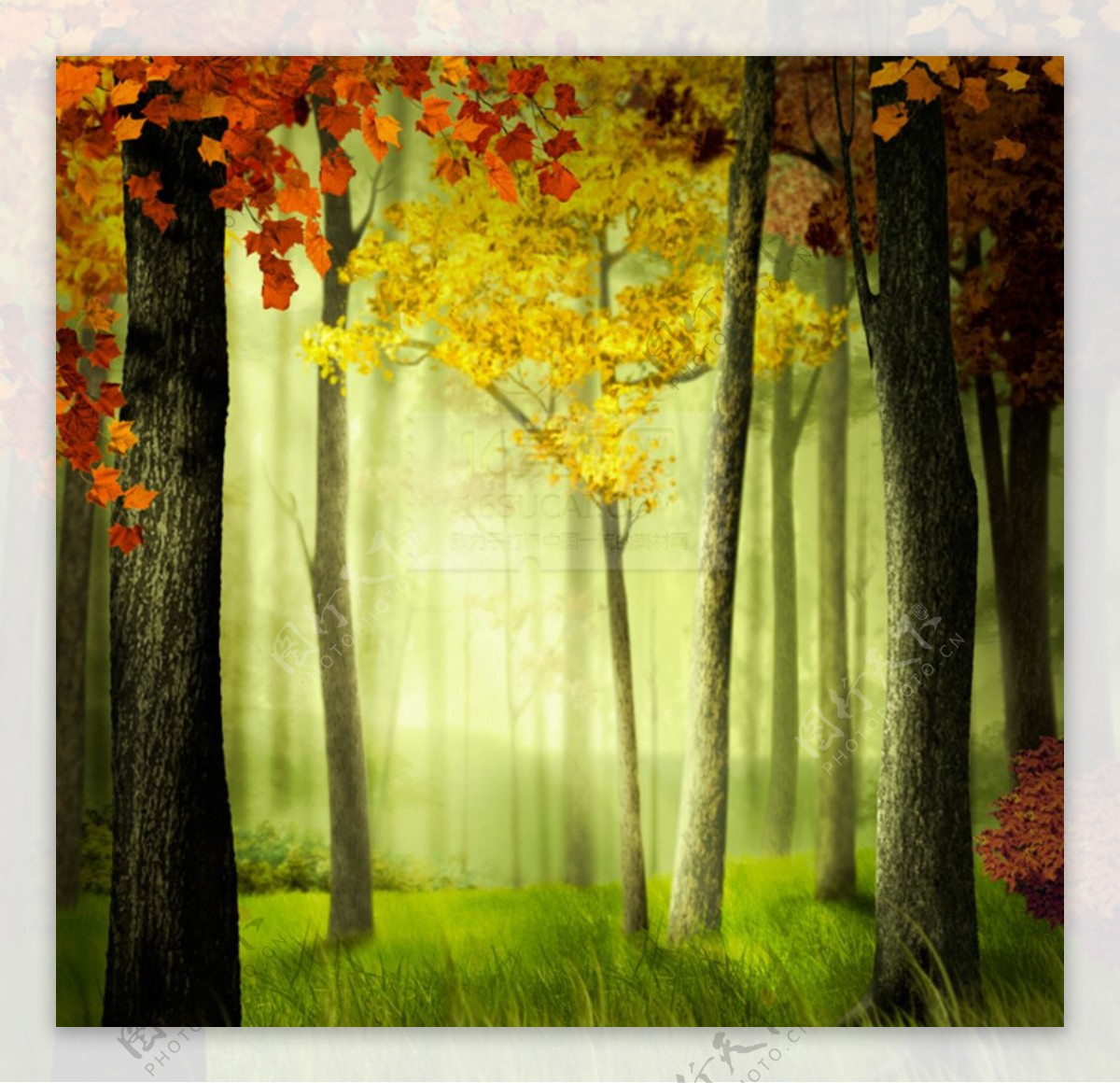 晨光秋色树林插画图片