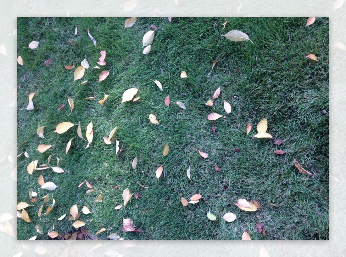 秋叶绿草图片