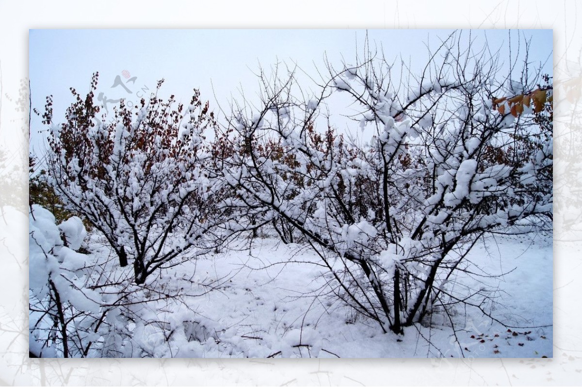 雪后图片