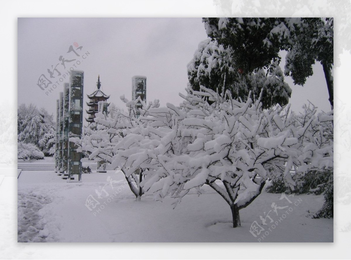 常州红梅公园雪景图片