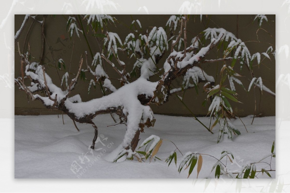 雪中盆景图片