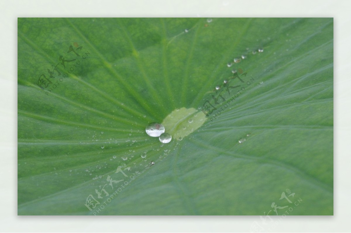 荷叶露水图片