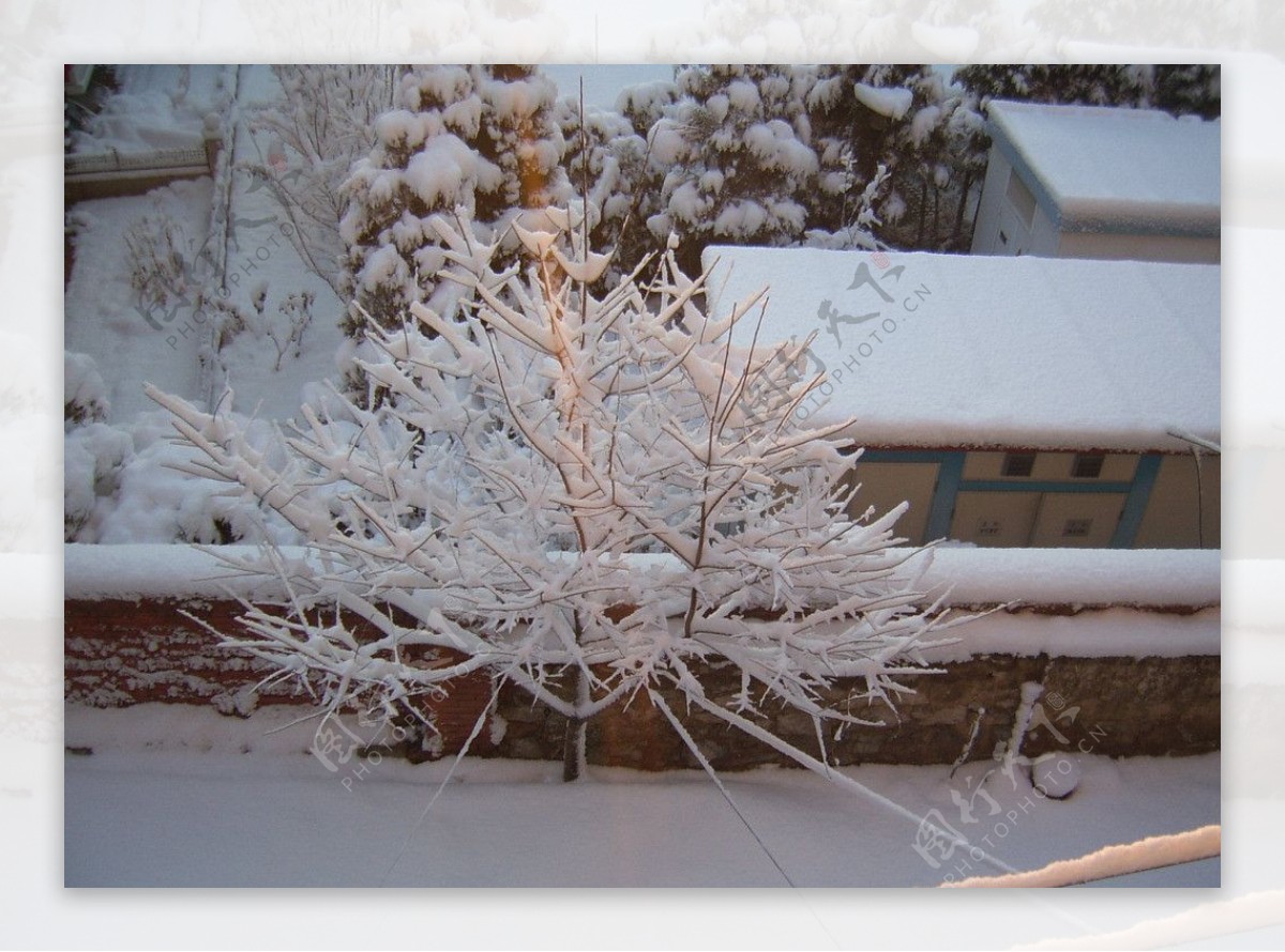 窗外雪景树挂图片