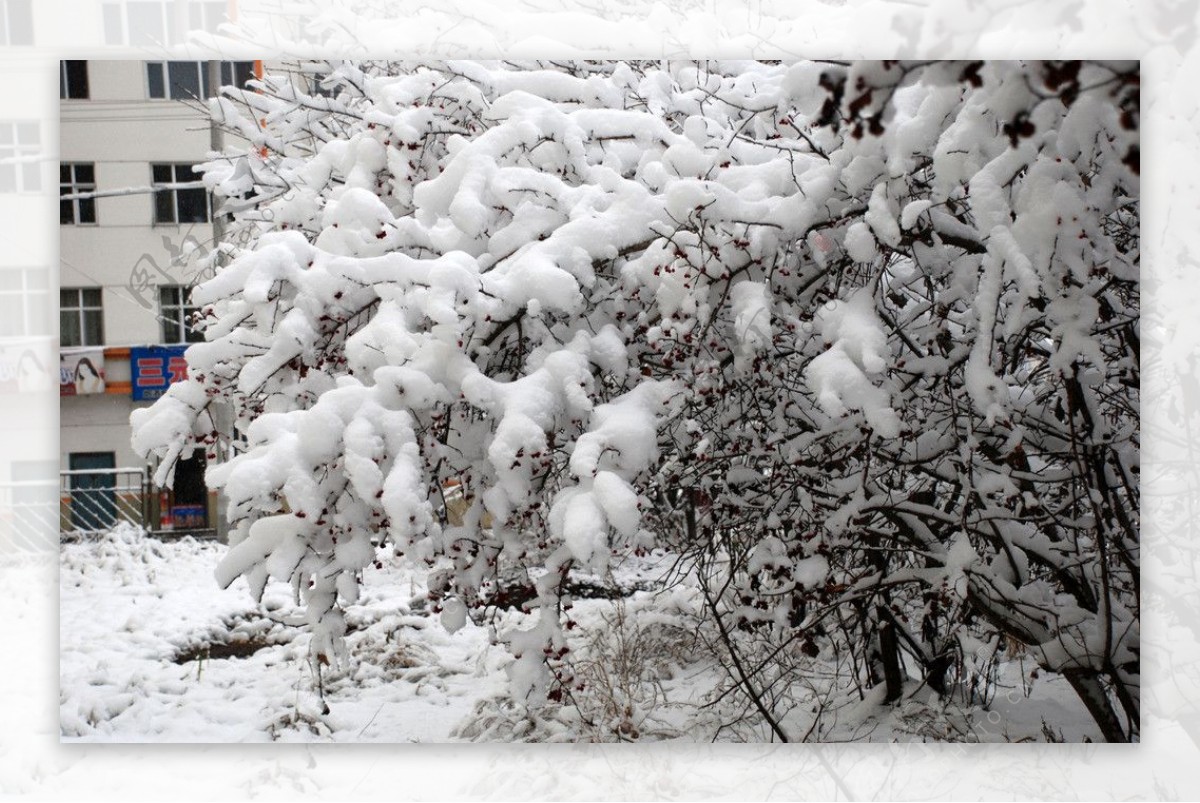 冬天树上的雪挂图片