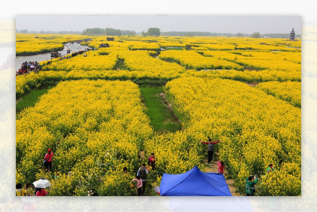 千岛菜花风景区图片