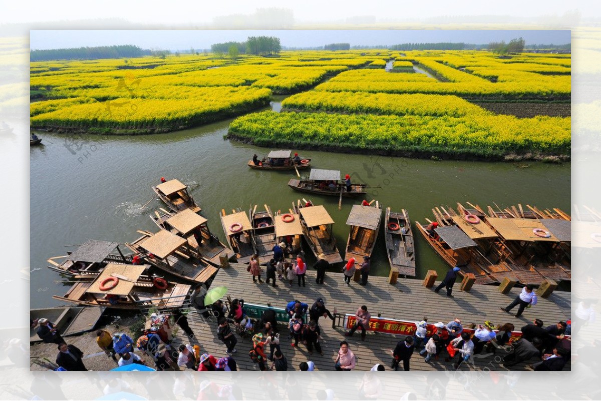 千岛菜花风景区图片