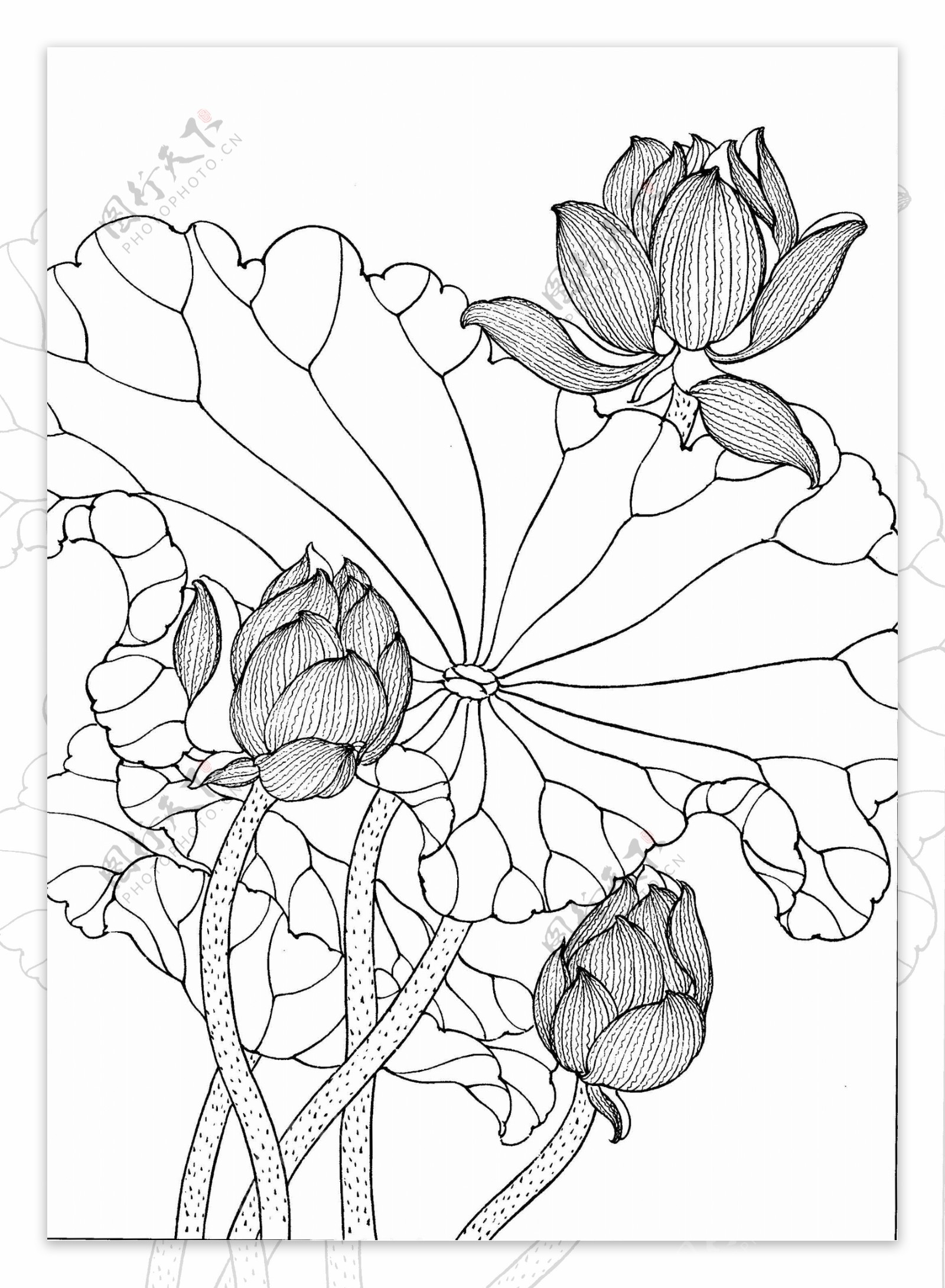 工笔画线描花卉荷花图片