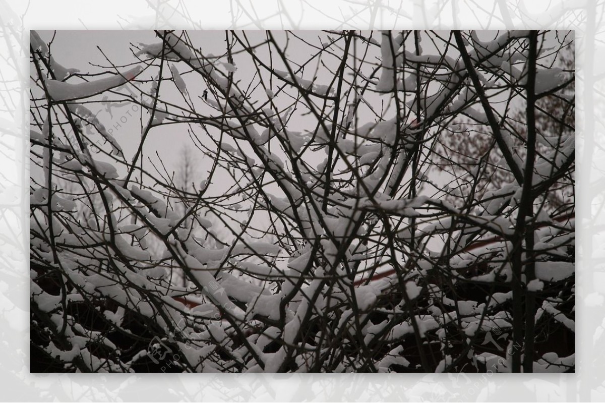 雪中树枝图片