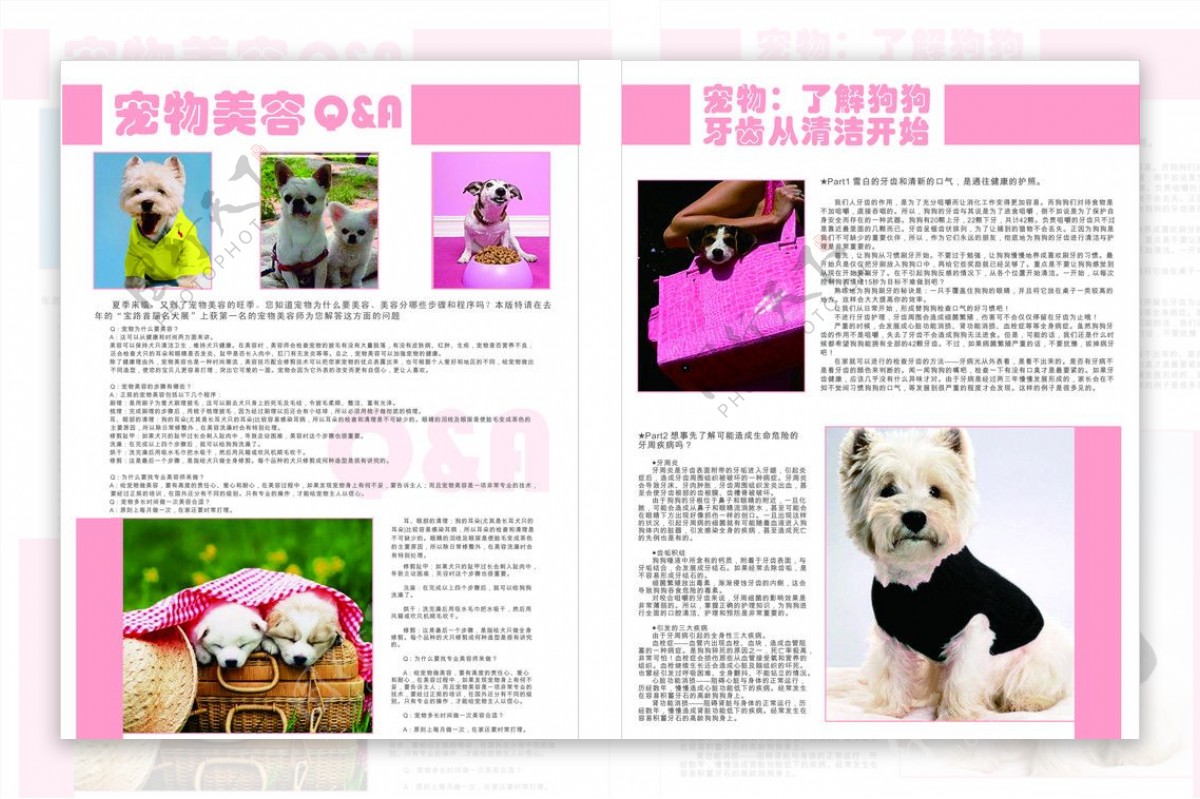 宠物杂志内页图片