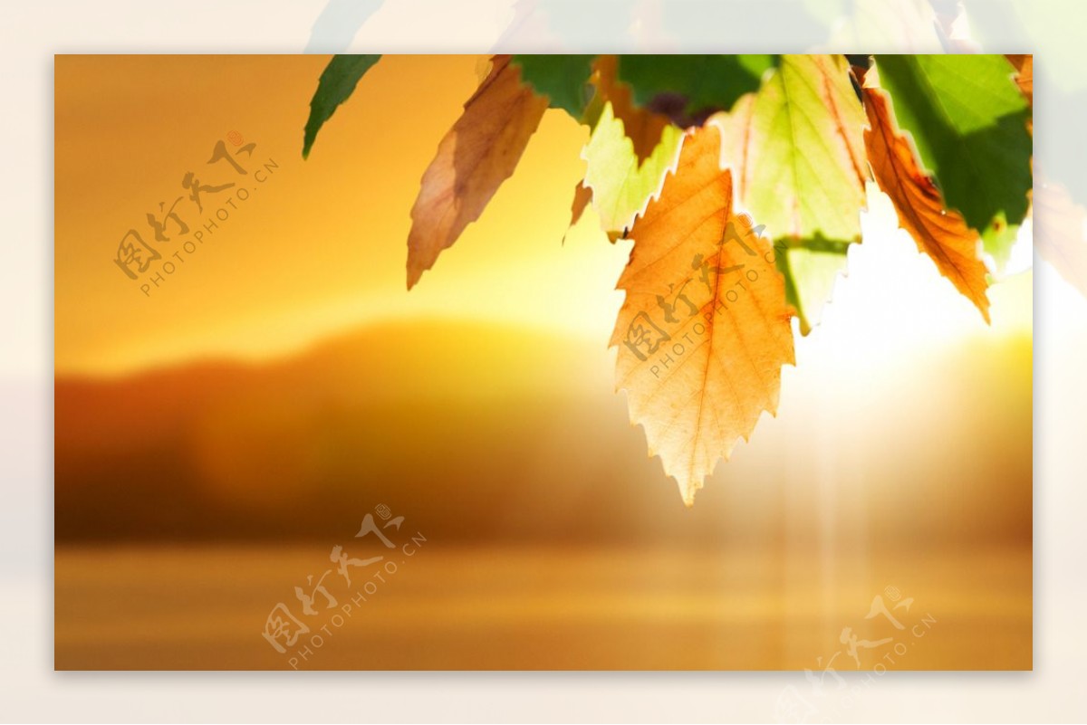 耀眼阳光下的树叶图片