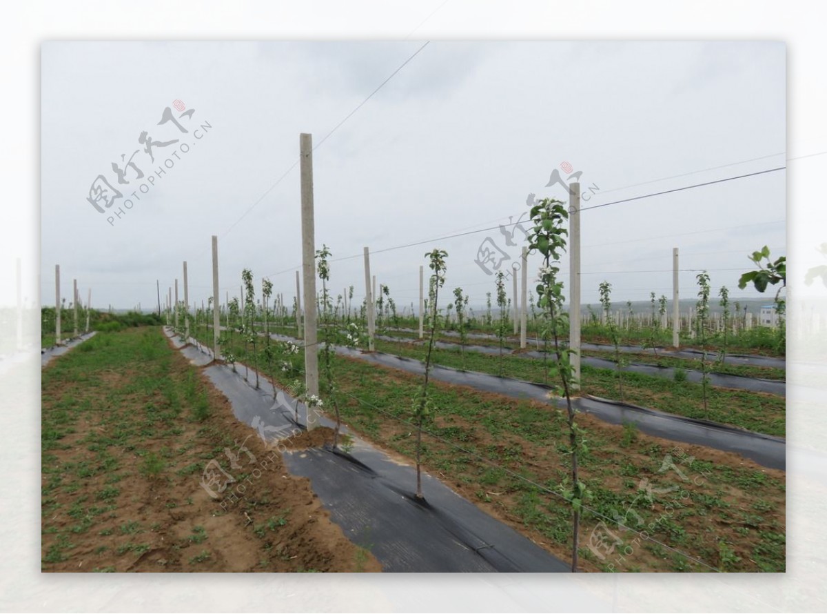 皇甫苹果实验基地图片