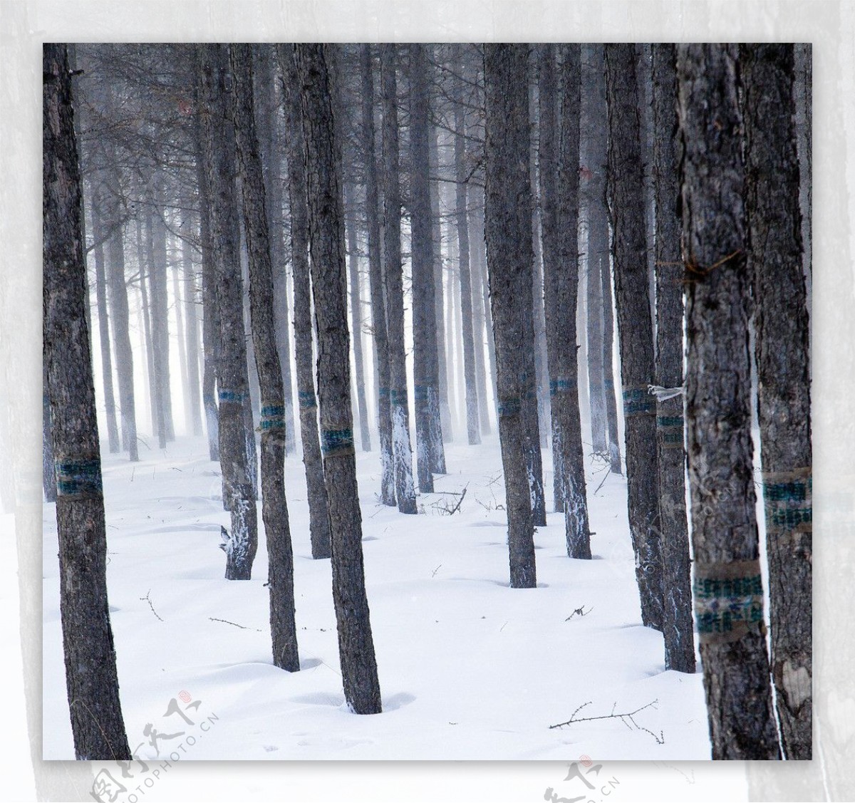 雪中松树林图片