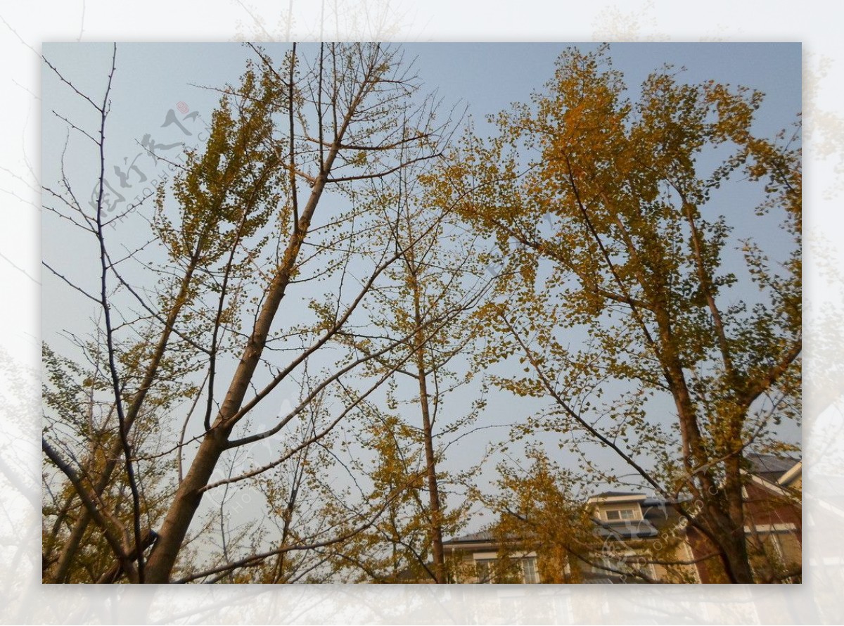 秋日中的树图片