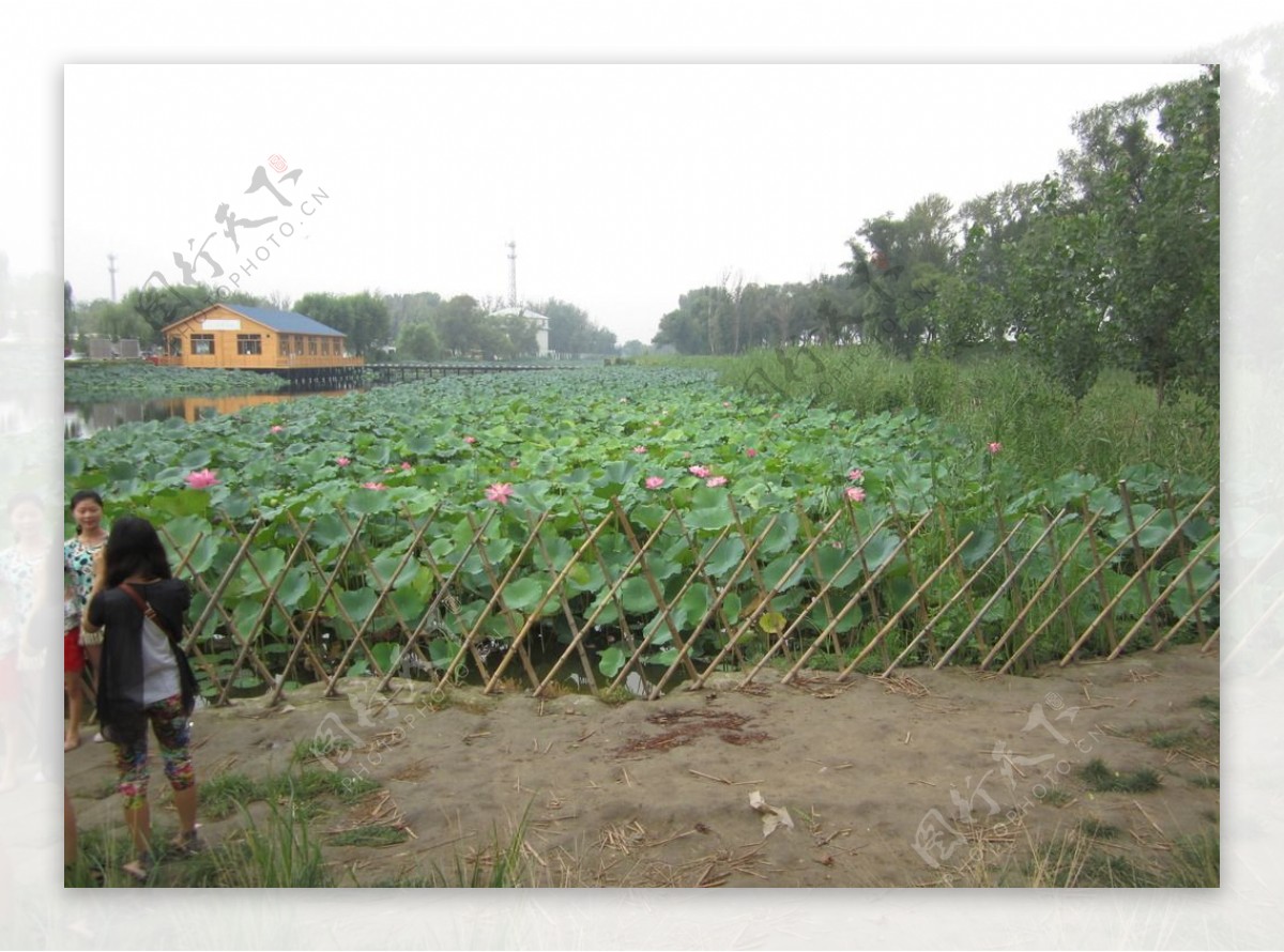 白洋淀荷花大观园图片