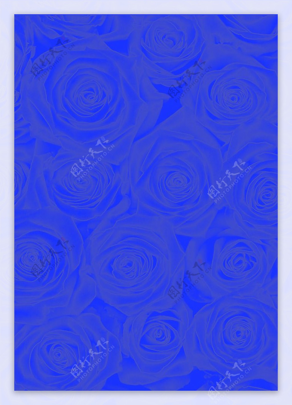 湛蓝色玫瑰底纹背景素材图片