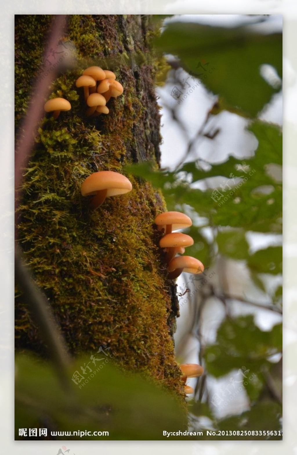 峨眉山树菇图片