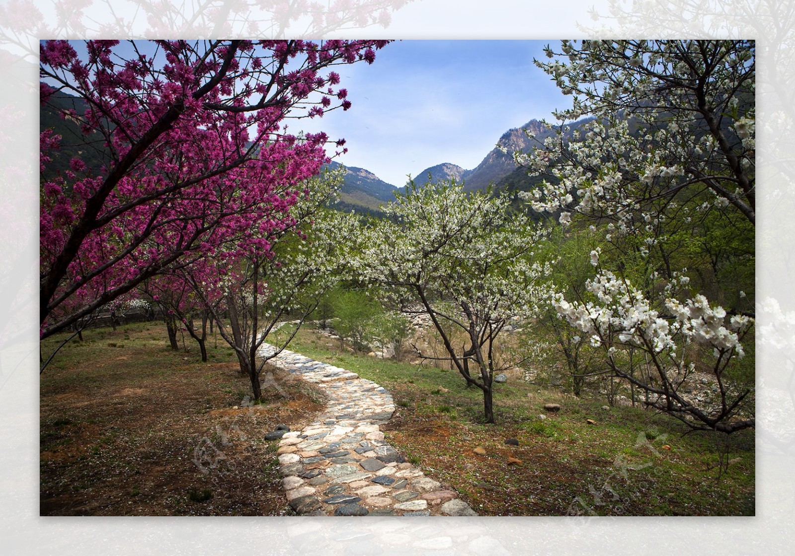 泰山桃花峪图片