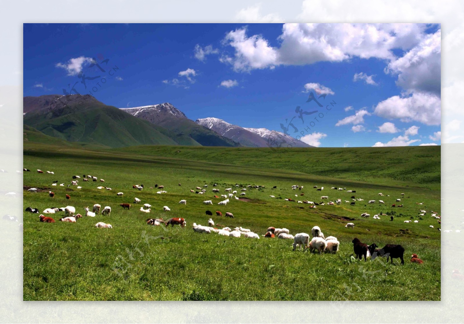山下草地羊群风景图片