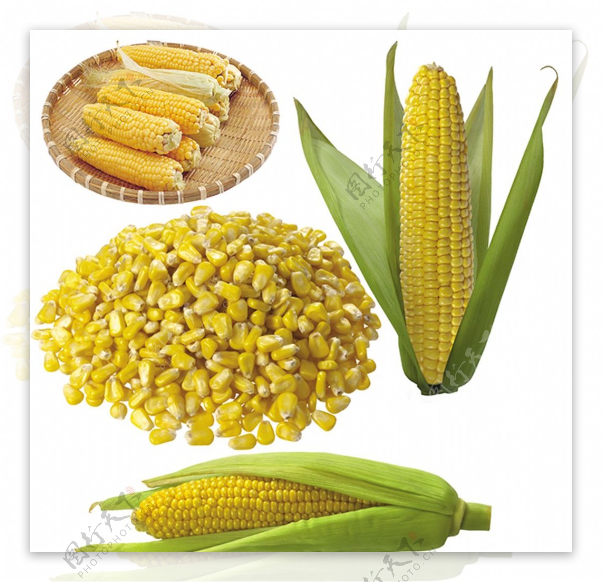 玉米素材图片