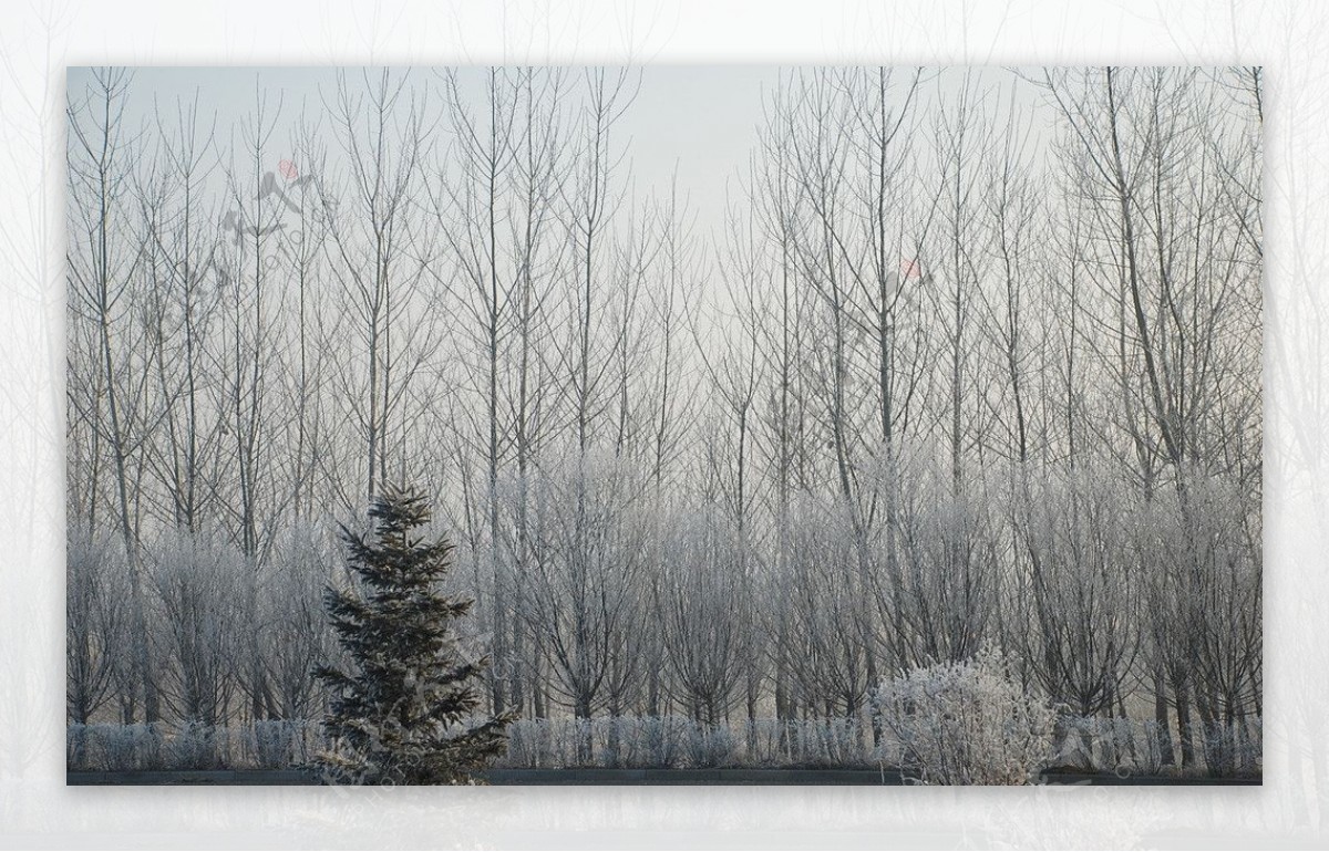 冬天里的白杨树图片