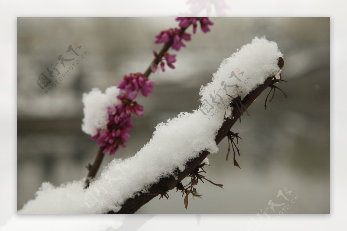 桃花映雪图片