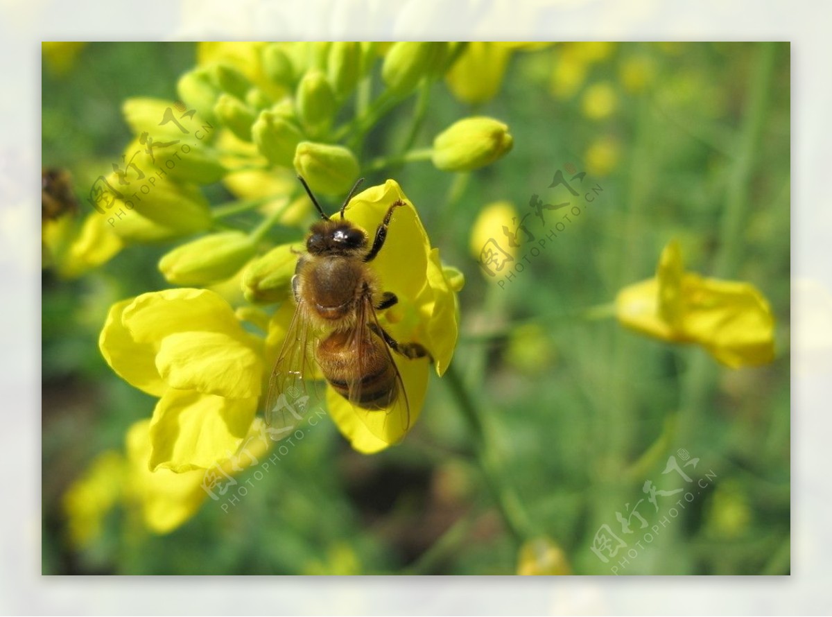 春天蜜蜂图片