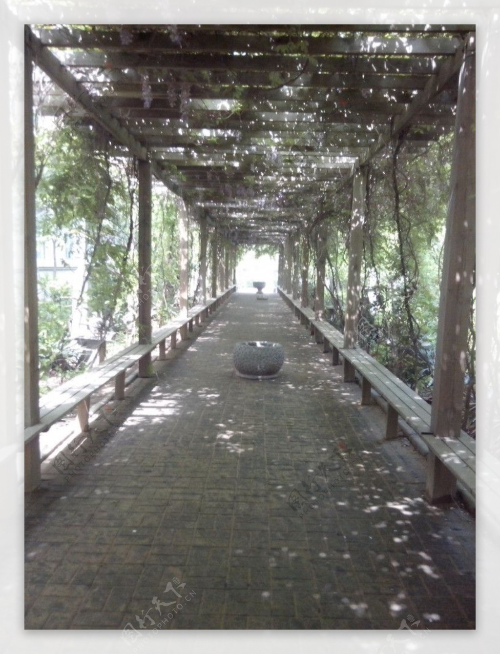 绿荫的走廊图片