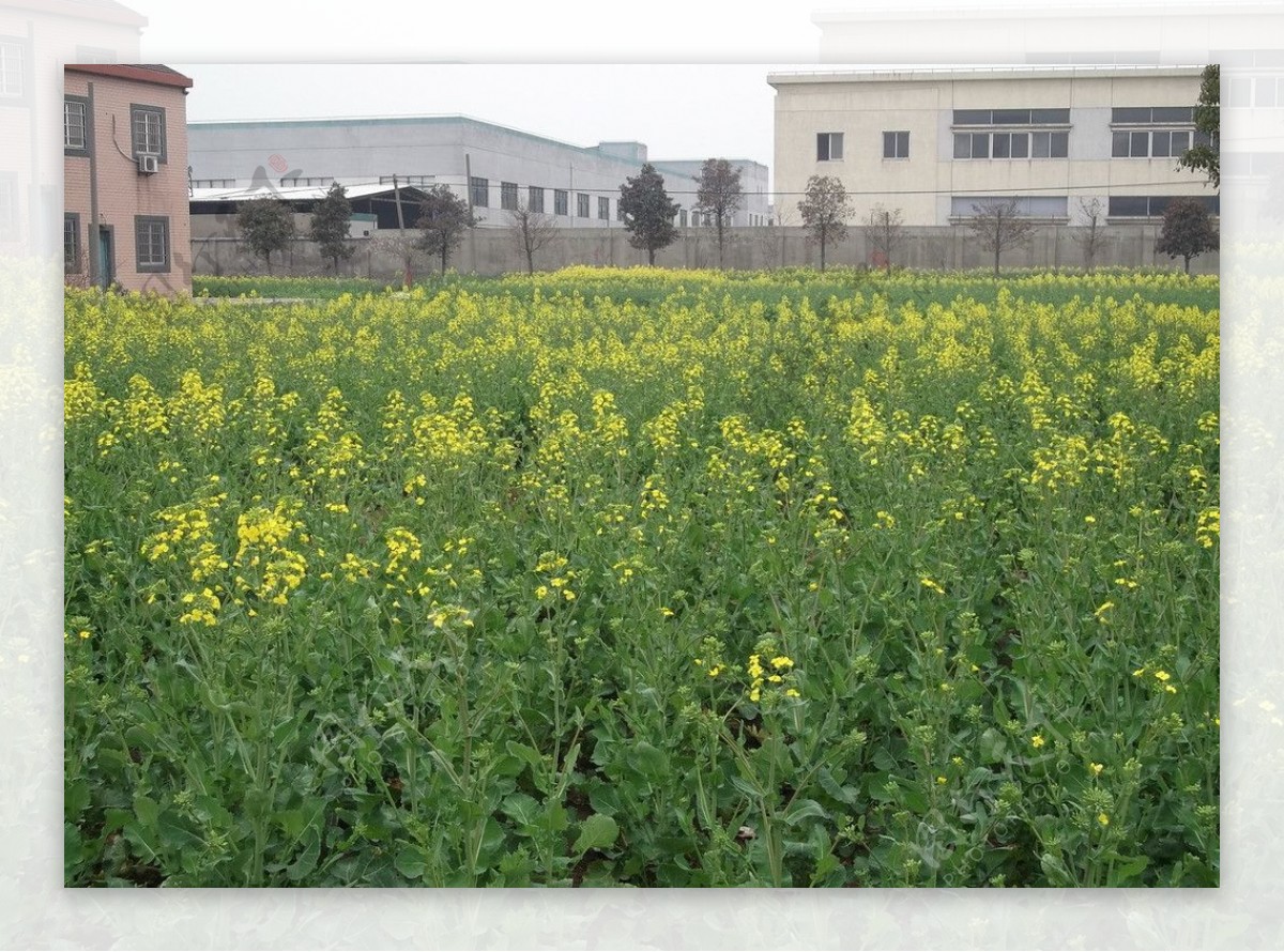 油菜花黄花图片