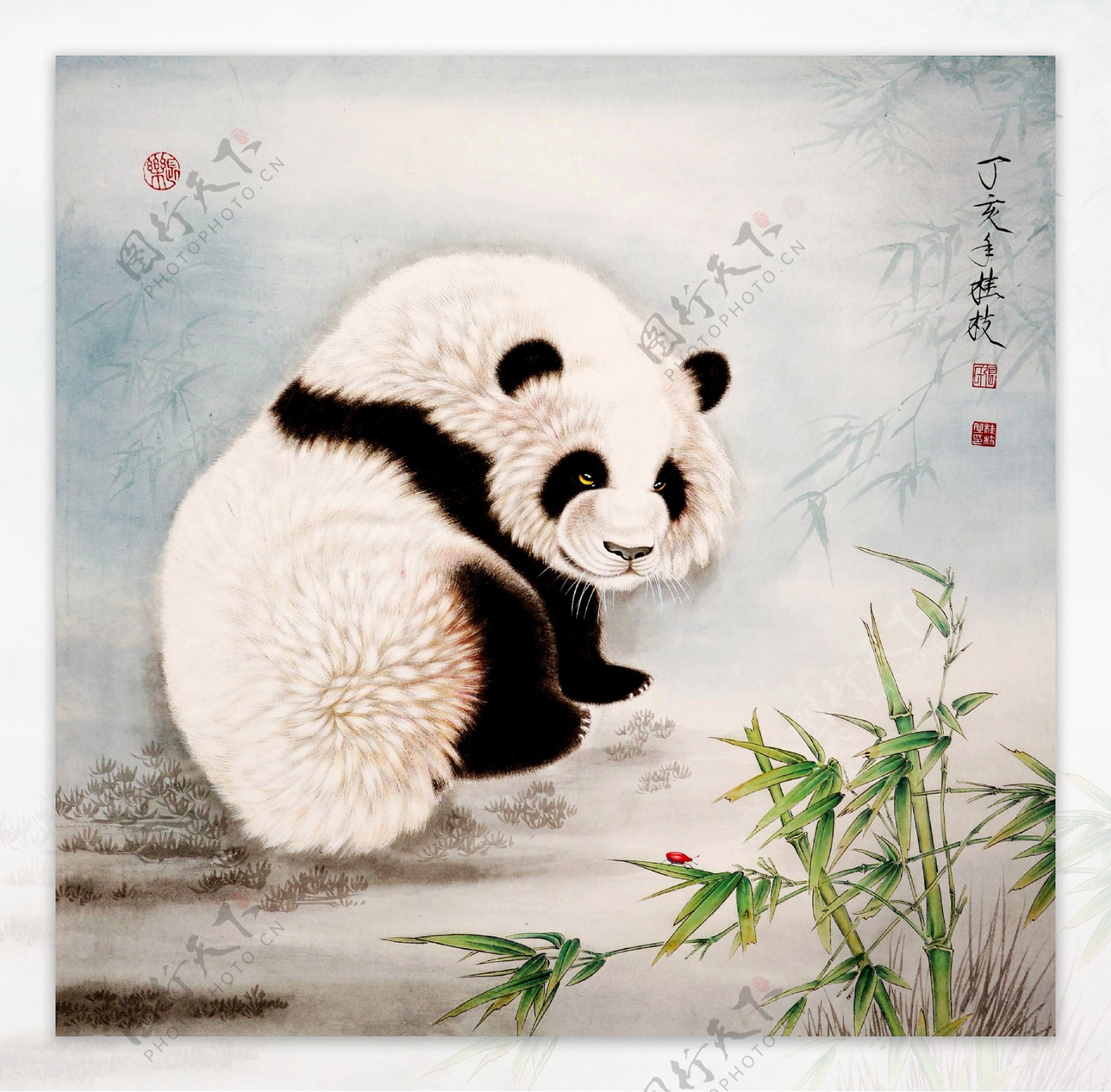 中国瑰宝熊猫图片