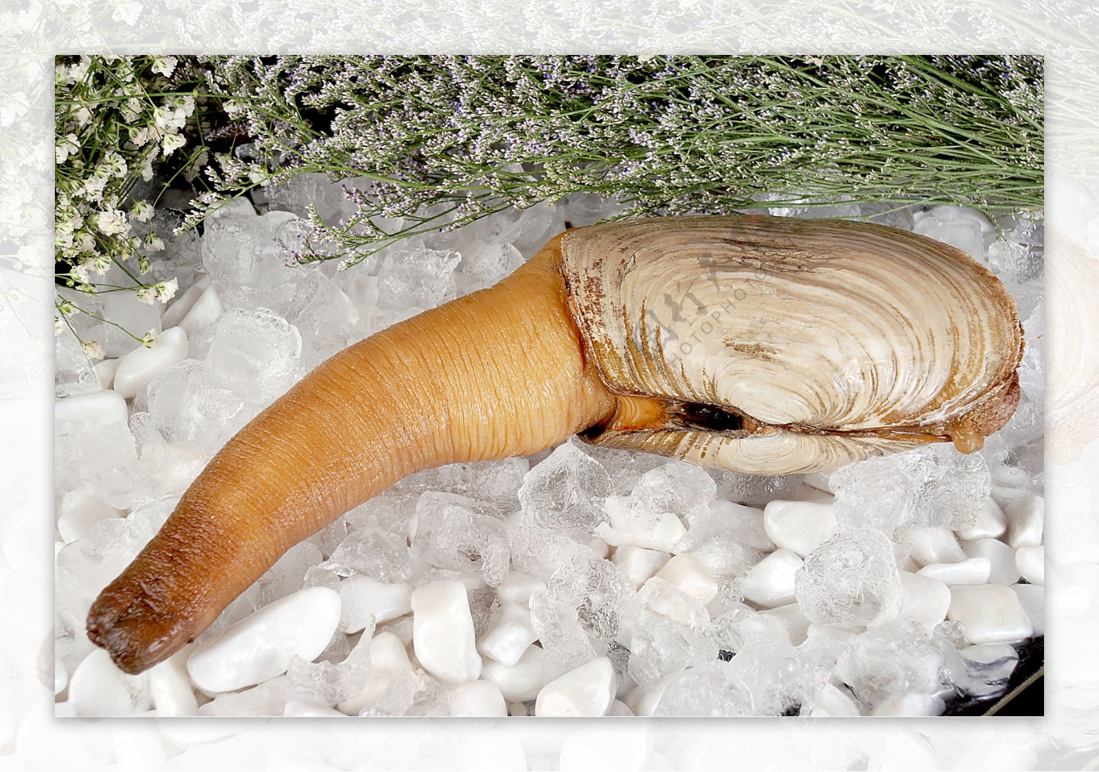 象拔蚌就喜欢这样吃，做法简单原汁原味，隔着屏幕看着都香_哔哩哔哩 (゜-゜)つロ 干杯~-bilibili