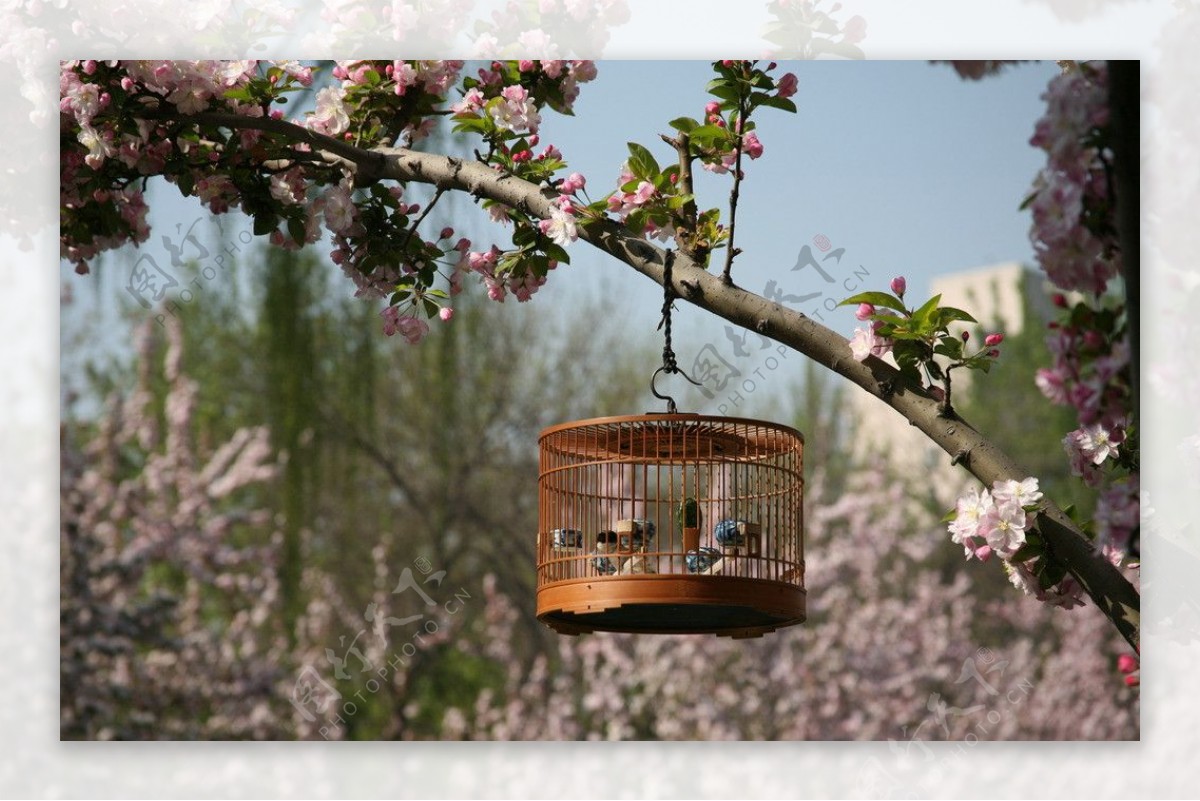 北京北海公园鸟趣图片