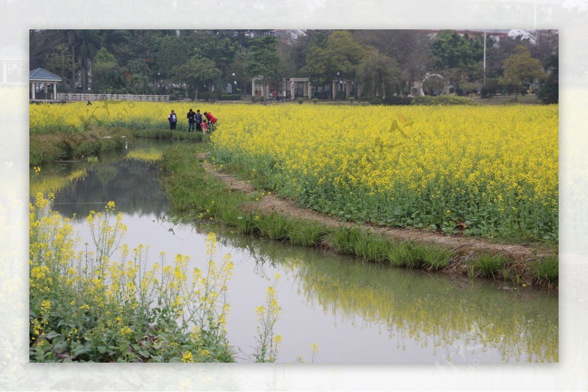 油菜花田图片