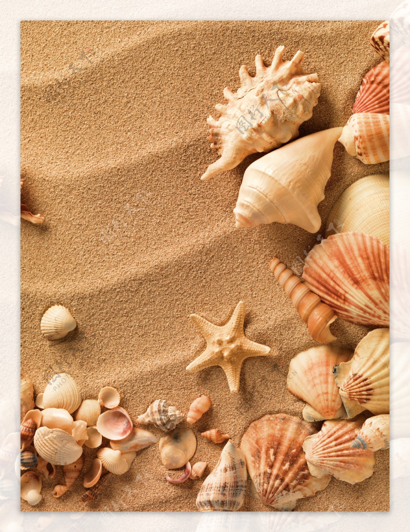 贝壳海螺沙滩海星图片