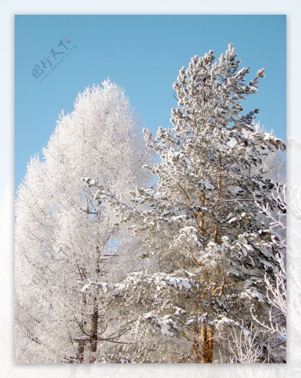 冬天树枝上的积雪图片