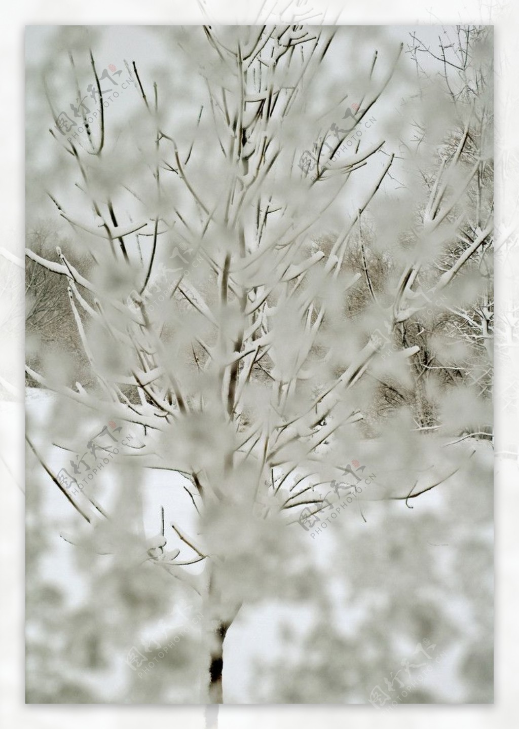 冬季树枝雪景图片